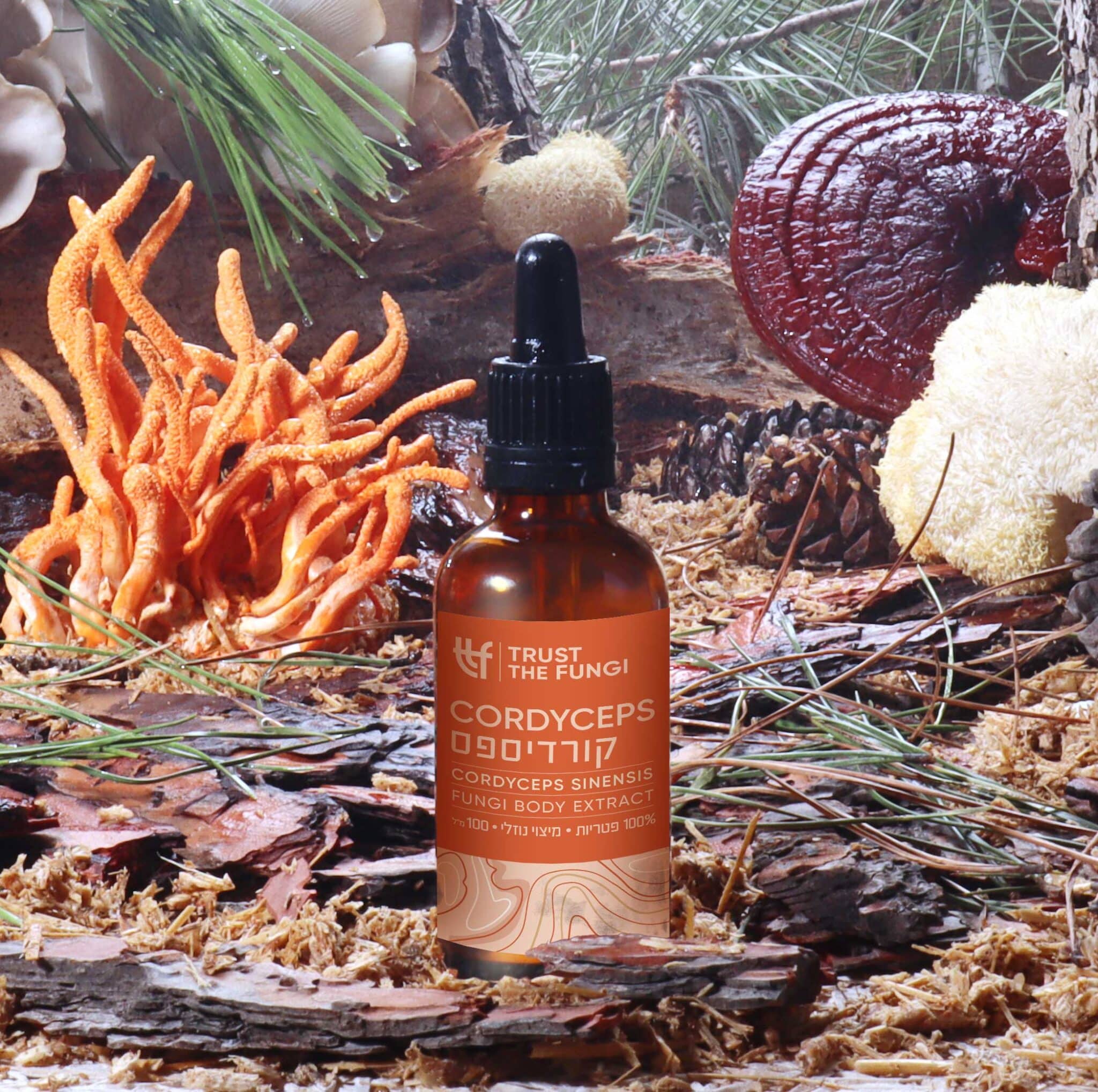 פטריית קורדיספס (CORDYCEPS) - מיצוי נוזלי 100% פטריות בשיטת FBE – תמונה 3