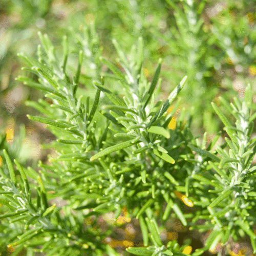 Alternative view of שמן אתרי רוזמרין