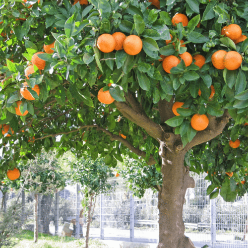 Alternative view of שמן אתרי תפוז
